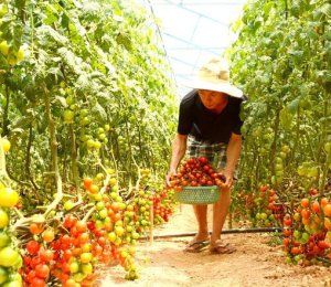 Nông trại cà chua
