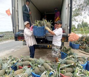 Vận chuyển Dứa từ vườn