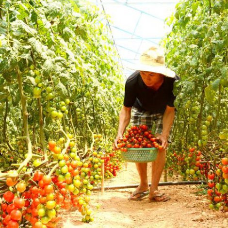 Nông trại cà chua