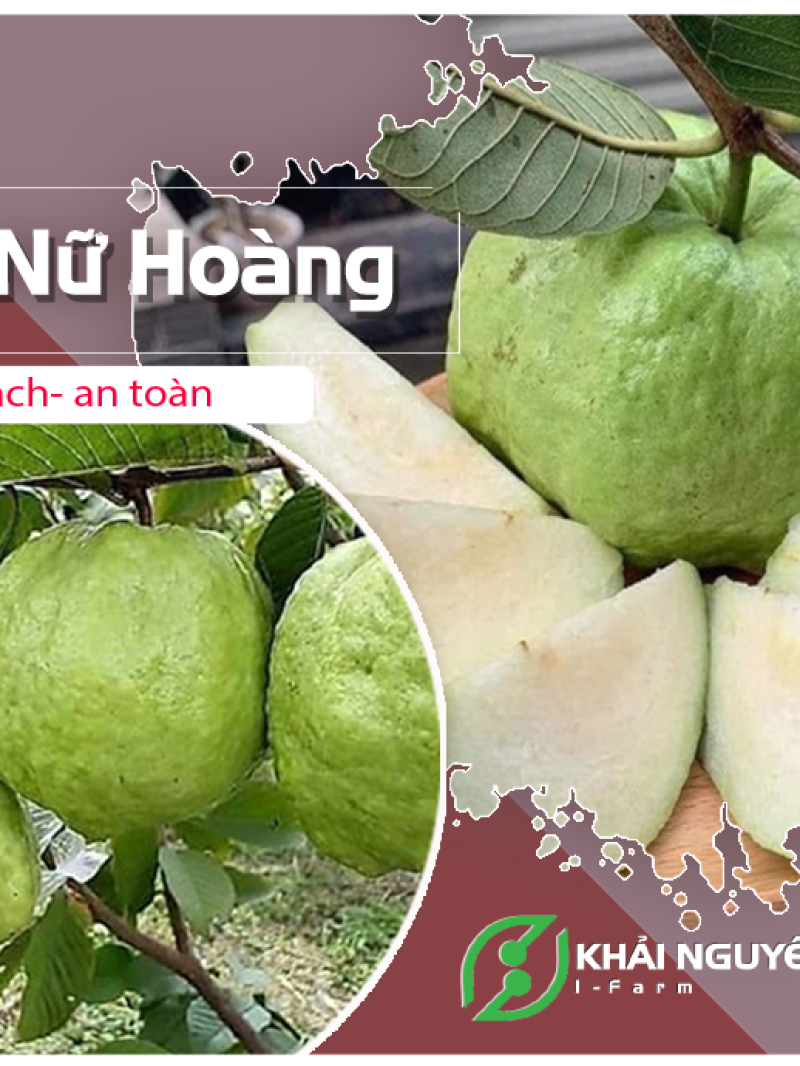 Ổi Nữ hoàng