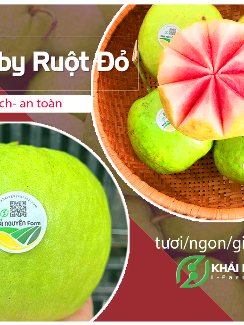 Ổi Trân Châu - Ruột Đỏ