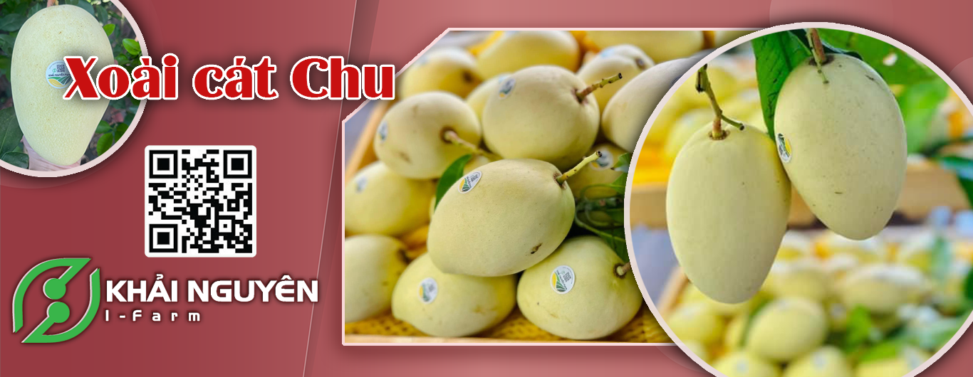 Xoài chu vàng