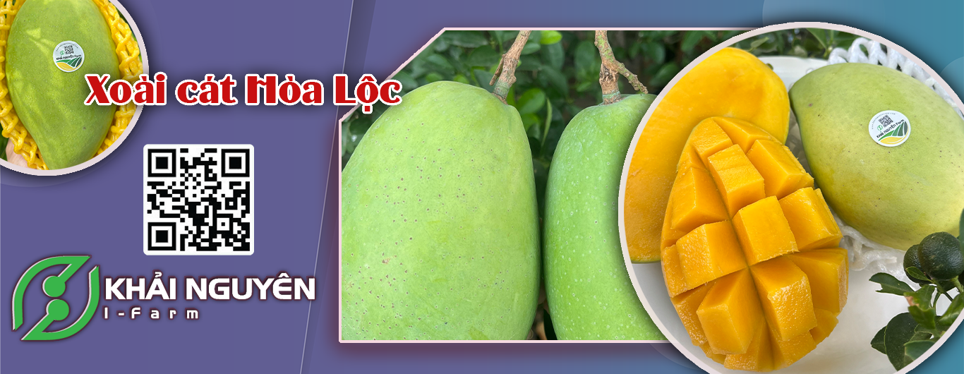xoài cát hòa lộc