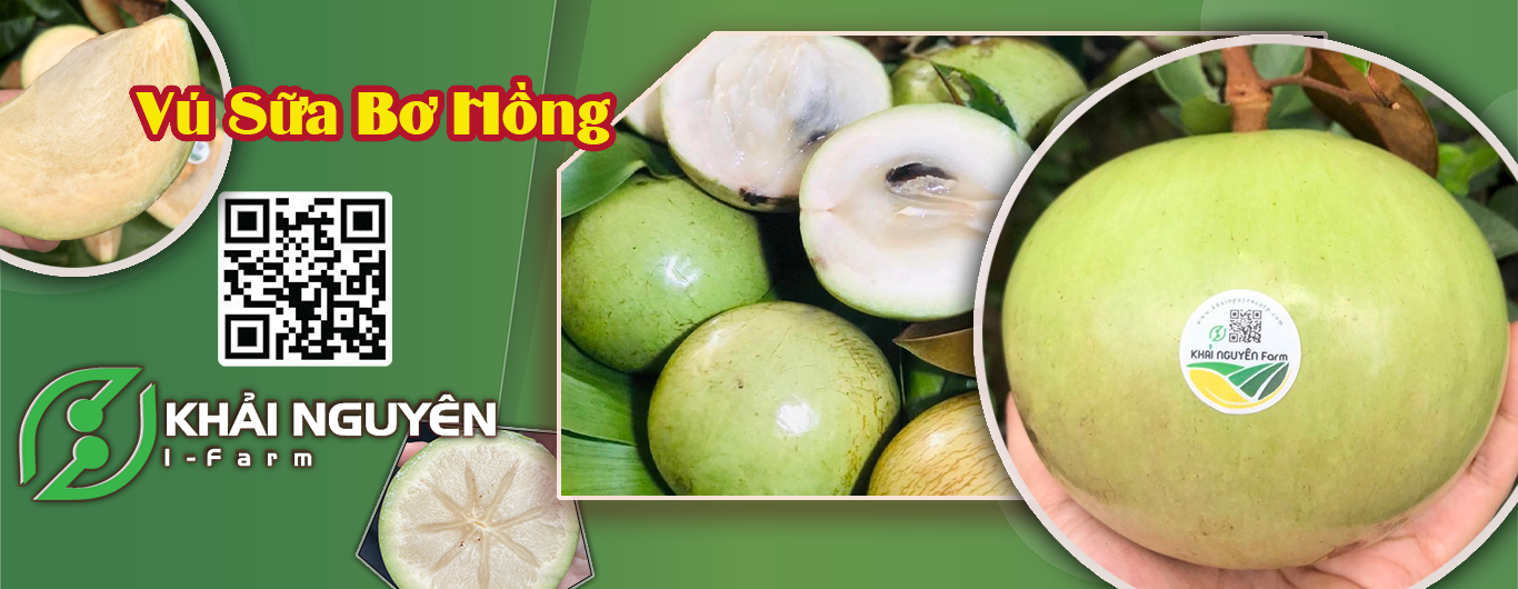 vú sữa bơ hồng